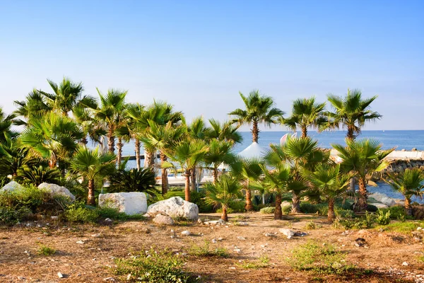 Spiaggia e palme, giornata di sole nella località di Paphos, Cipro — Foto Stock