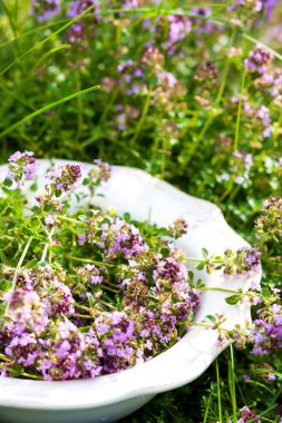 Yaz aylarında tabakta kekik