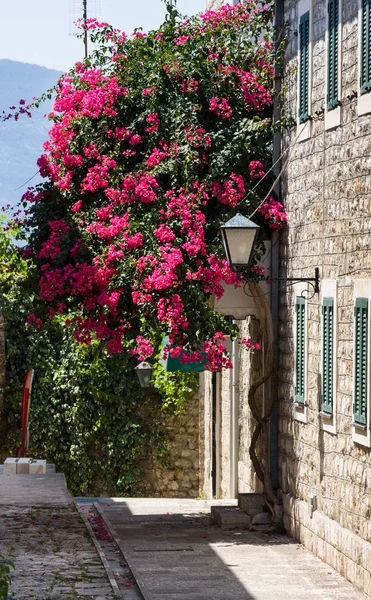 Wąska ulica i drzewo z kwiatami w Herceg Novi, Zatoka Kotor, Czarnogóra — Zdjęcie stockowe