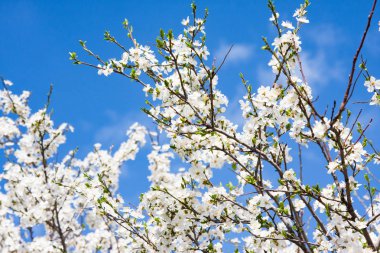 Mart ayında mavi gökyüzünde elma çiçeği