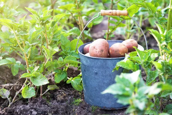 Primeira colheita de batatas em verão dia ensolarado — Fotografia de Stock