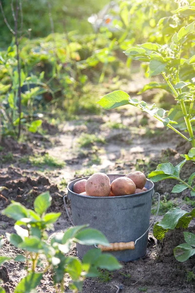 Primeira colheita de batatas em verão dia ensolarado — Fotografia de Stock