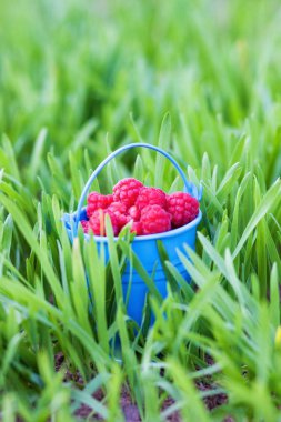 Ahududu mavi kovada yeşil çimlerde