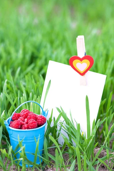 Raspberries in blue bucket and blank card in green grass — Stock Photo, Image