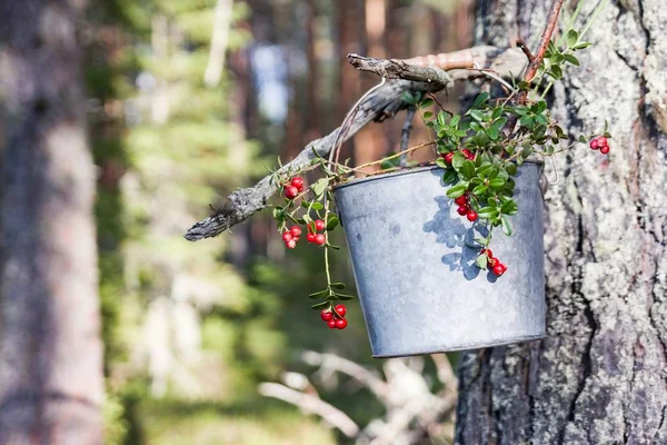 Κουβάς με lingonberry και κώνους στο δάσος — Φωτογραφία Αρχείου