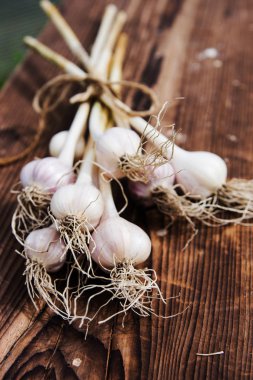 Taze toplanmış mor sarımsak soğanları yazın tahtada kurur. Beslenme vejetaryeni