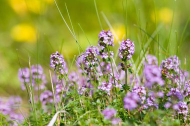 Yaz güneşli bir günde bahçede mor çiçekli taze kekik otları.