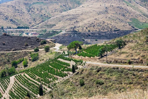 Wijngaard landschap bij Banyuls sur Mer, Pyreneeën Orientales, Roussillon, Frankrijk — Stockfoto