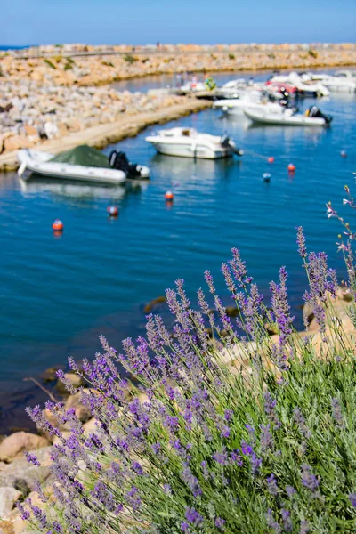 Lavender against boats and yachts in Port Argeles-sur-Mer — Stockfoto