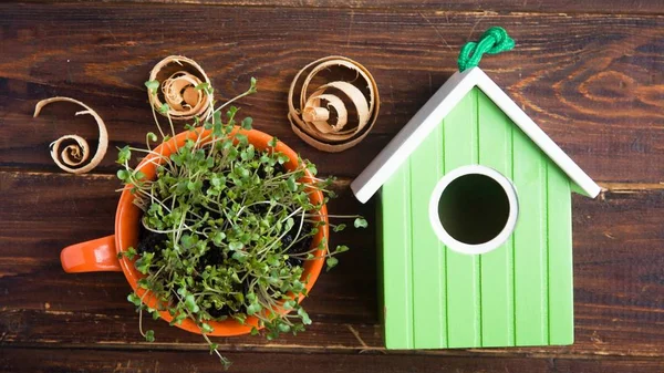 Birdhouse Verde Germogli Mini Verde Tazza Sfondo Legno — Foto Stock