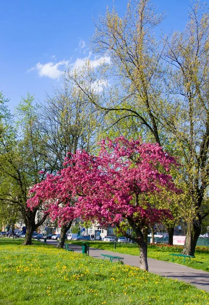 Blooming Tree Pink Flowers Spring Park Cracow Poland — Stock Photo, Image