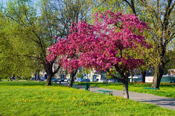 Blooming Tree Pink Flowers Spring Park Cracow Poland — Stock Photo, Image