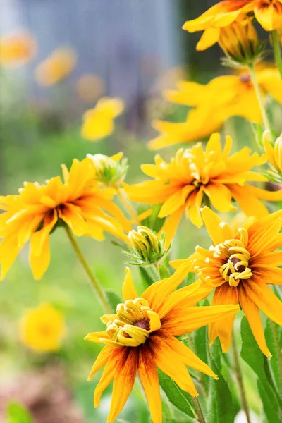 Gelbe Sonnenblumen Rudbeckia Sommergarten Ist Pflanzengattung Asteraceae Oder Zusammengesetzte Familie — Stockfoto