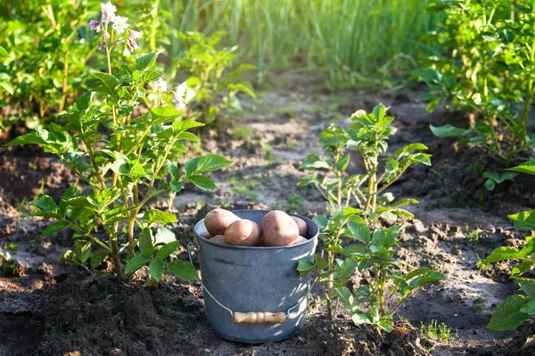 Primeira Colheita Batatas Jardim Verão — Fotografia de Stock