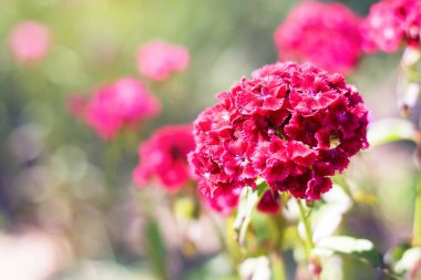 Yaz bahçesi. Çiçekli Türk karanfili. Arkaplanı bulanık beyaz Türk karanfili. Dianthus Barbatus. Caryophyllaceae Ailesi. Boşluğu kopyala
