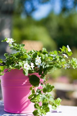 Yaz bahçesi. Beyaz çiçekler Bacopa (Sutera difüzus) güneşli bir günde pembe kovada