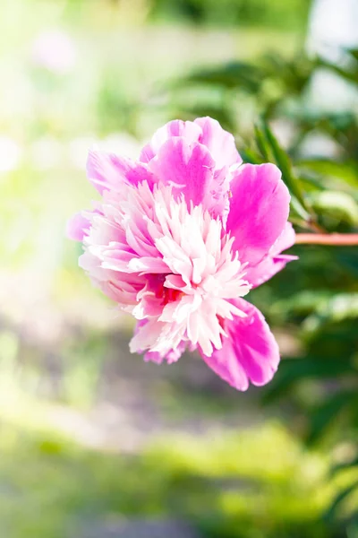 Giardino Estivo Fiore Rosa Peonia Fioritura Giornata Sole Chiave Alta — Foto Stock