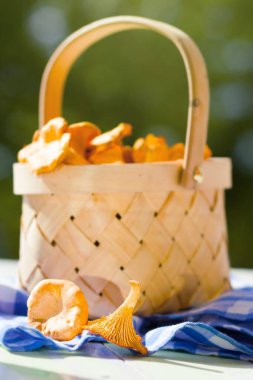 Yenilebilir mantarlar. Ahşap arka planda Chanterelles ve basket. Mantarlara odaklan.
