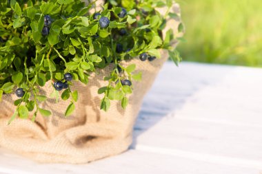 Yazın ahşap arka planda kumaş çantada yabanmersini.
