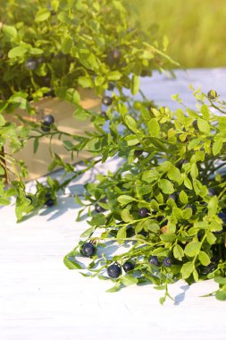 Yaz ormanında sepetteki yabanmersinleri