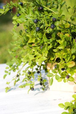 Yaz ormanında sepetteki yabanmersinleri