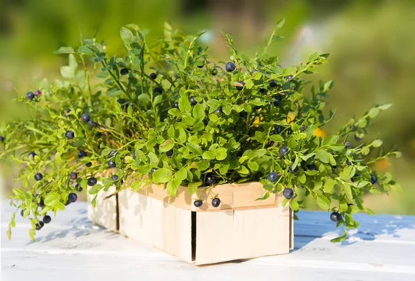 Blueberries Basket Summer Forest — Stock Photo, Image