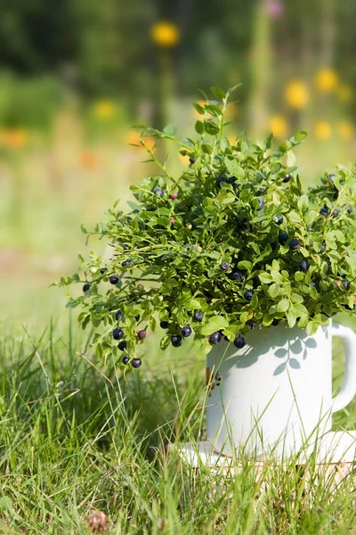 Blueberries Metal Jug Summer Forest — Stock Photo, Image
