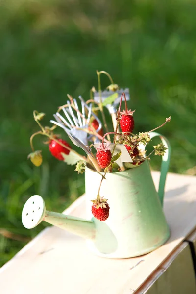 Arrosoir Fraise Sauvage Outils Jardin Sur Herbe Verte Jardinage Été — Photo