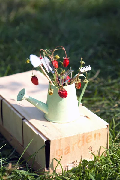 Annaffiatoio Fragola Selvatica Attrezzi Giardino Erba Verde Giardinaggio Estivo Primo — Foto Stock