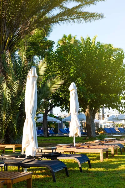 Plage Méditerranéenne Palmiers Avec Chaises Longues Vides Matin Paphos Chypre — Photo