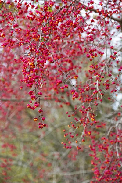Euonymus europaeus növény gyümölcsök ősszel — Stock Fotó