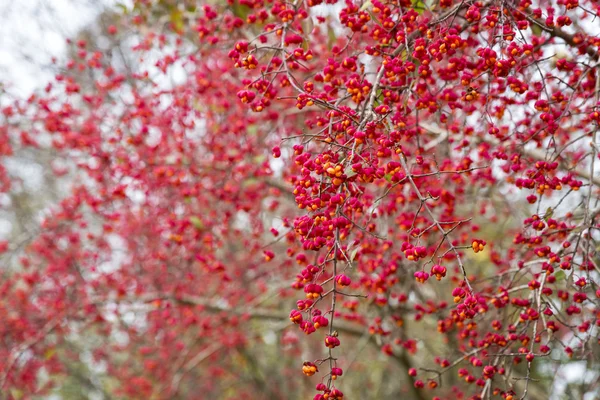 Euonymus europaeus växten med frukter på hösten — Stockfoto