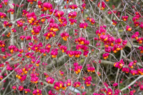 Euonymus europaeus növény gyümölcsök ősszel — Stock Fotó