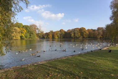 Münih, Almanya, İngiliz bahçesine Güz