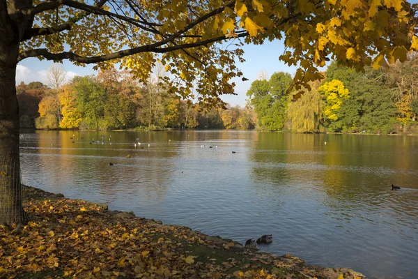 Английский сад в Мюнхене, Германия, осенью — стоковое фото