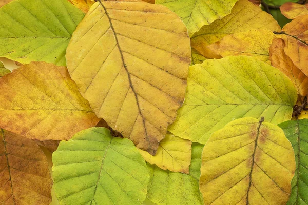 Folhas de faia com cores de outono — Fotografia de Stock