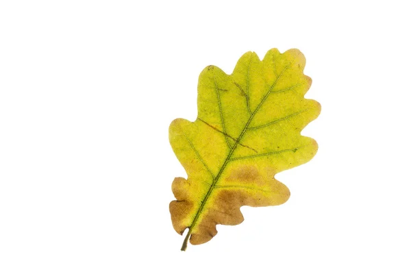 Oak tree leaf in autumn isolated on white background — Stock Photo, Image