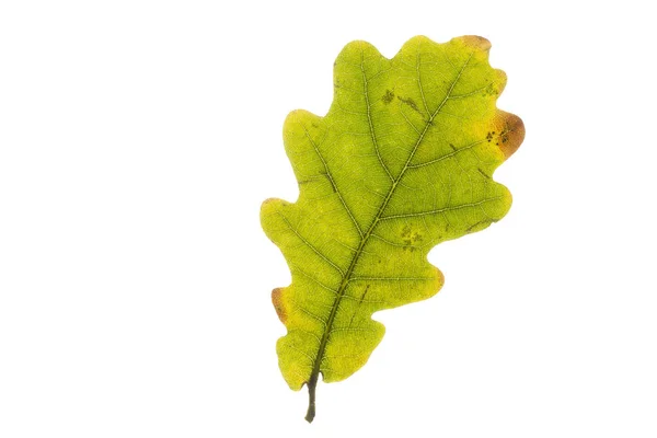 Dubu listí na podzim izolovaných na bílém pozadí — Stock fotografie