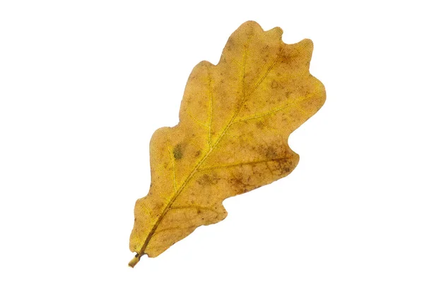 Oak tree leaf in autumn isolated on white background — Stock Photo, Image