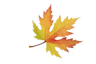 Akçaağaç yaprağı üzerinde beyaz izole sonbahar renkleri ile