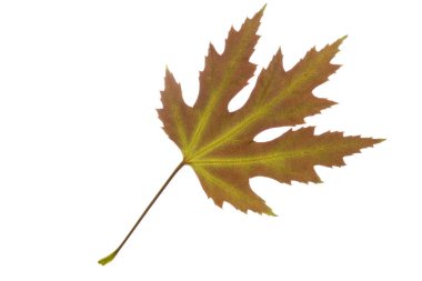 Akçaağaç yaprağı üzerinde beyaz izole sonbahar renkleri ile