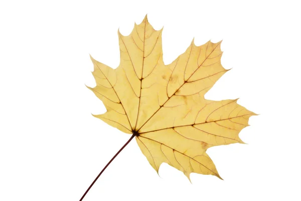 Klonowy liść z jesiennych barw, na białym tle — Zdjęcie stockowe