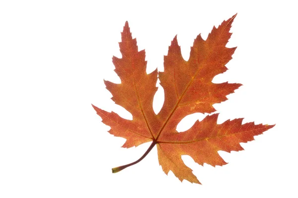 Javorový list s podzimní barvy, izolované na bílém — Stock fotografie
