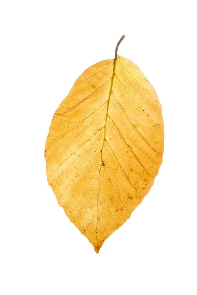 Hoja de haya en otoño, aislada sobre fondo blanco — Foto de Stock