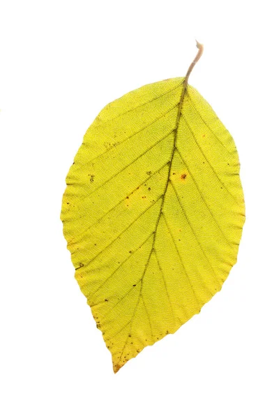 Лист букового дерева восени, ізольований на білому тлі — стокове фото