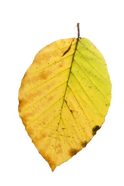 Hoja de haya en otoño, aislada sobre fondo blanco — Foto de Stock