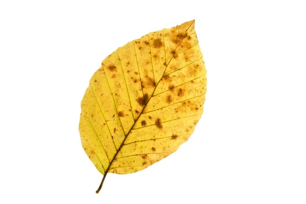 Folha de faia no outono, isolado no fundo branco — Fotografia de Stock