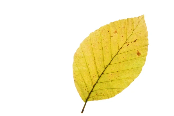 Hoja de haya en otoño, aislada sobre fondo blanco — Foto de Stock