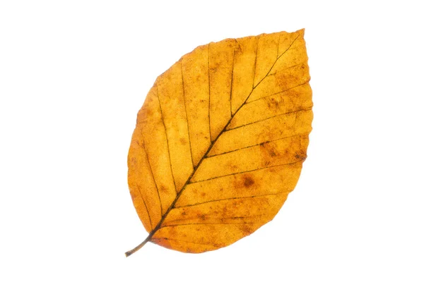 Hoja de haya en otoño, aislada sobre fondo blanco — Foto de Stock