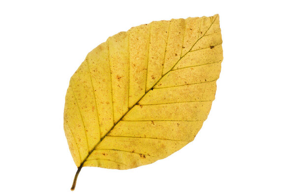 Beech tree leaf in autumn, isolated on white background